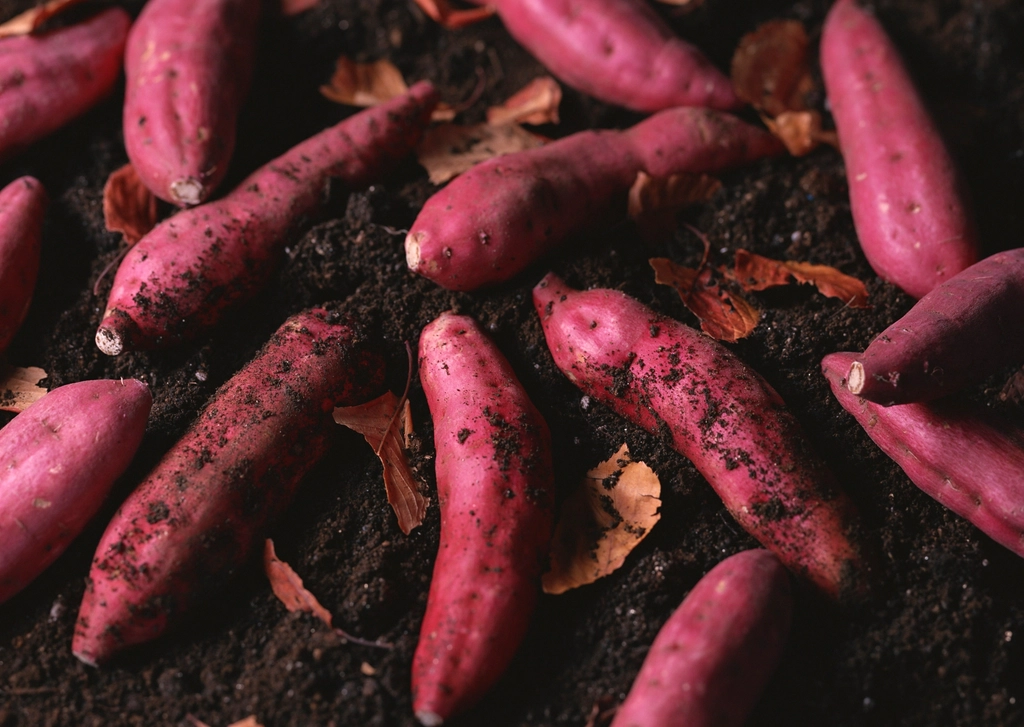 Rooted Northern Sweet potato slips, rooted. 'Northern Star' - Ipomoea batatas - Aussie ...