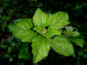 close up of dew covered green leaves outdoors