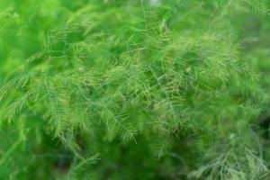 close up of lush green asparagus fern foliage